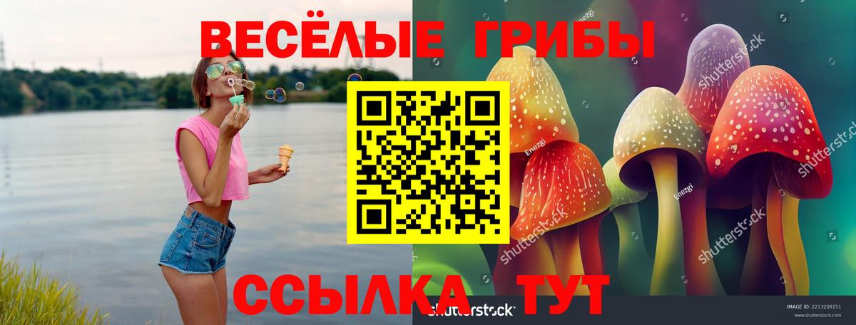 Галлюциногенные грибы Psilocybe Славгород